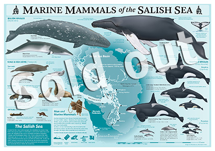'Marine Mammals of the Salish Sea'