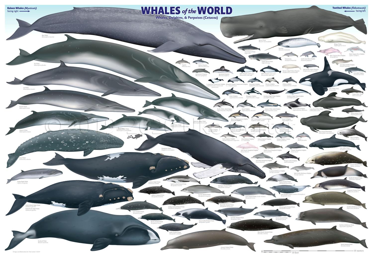 Whales Of The World Poster By Uko Gorter Natural History Illustration