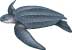 leatherback sea turtle, Dermochelys coriacea - click to view enlargement
