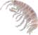 amphipod, Ampelisca marcocephala - click to view enlargement