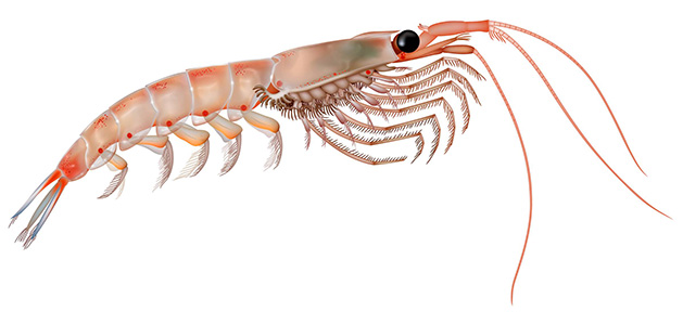 Antarctic krill, Euphasia superba - copyright Uko Gorter