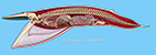blue whale anatomy - click to view enlargement
