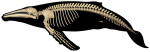 humpback whale skeleton - click to view enlargement