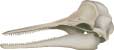 Pacific white-sided dolphin skull - click to view enlargement