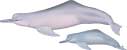 Amazon river dolphin, Inia geoffrensis - click to view enlargement