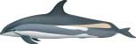 Atlantic white-sided dolphin, Lagenorhynchus acutus - click to view enlargement