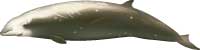 Cuvier's beaked whale, Ziphius cavirostris - click to view enlargement