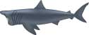 basking shark, Cetorhinus maximus - click to view enlargement
