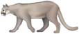 cougar or mountain lion, Felis concolor - click to view enlargement