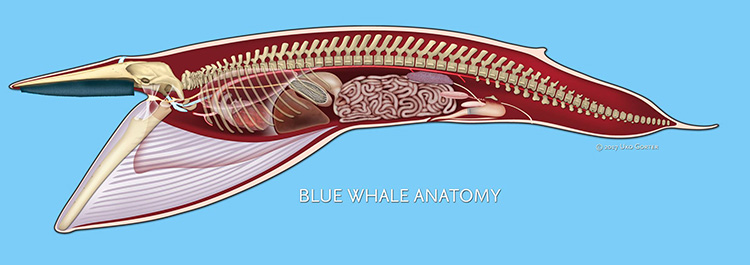 Anatomy Of A Blue Whale Big 15 Prehistoric Giants Comparison To