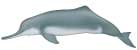 baiji or Yangtze river dolphin, Lipotes vexillifer - click to view enlargement