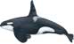 killer whale family, orcinus orca - click to view enlargement