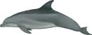 common bottlenose dolphin, Tursiops truncatus - click to view enlargement