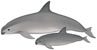 vaquita, Phocoena sinus - click to view enlargement