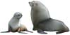 Antarctic Fur Seal, Arctocephalus gazella - click to view enlargement