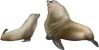 Steller Sea Lion pair, Eumetopias jubatus - click to view enlargement